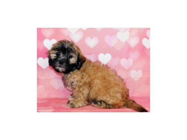 Teddy Bear DOG Female Gold 12572 Petland Batavia, Illinois