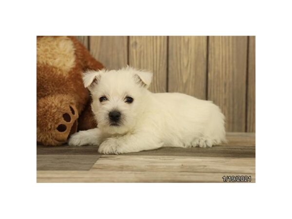 West Highland White Terrier DOG Male White 20473 Petland Batavia, Illinois