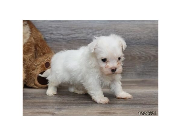 Maltese DOG Male White 20472 Petland Batavia, Illinois