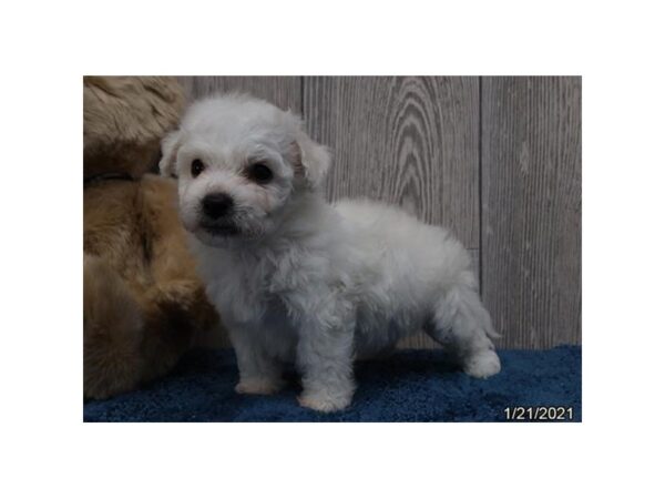 Bichon Frise DOG Male White 20471 Petland Batavia, Illinois