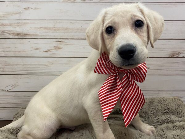 Labrador Retriever DOG Male Yellow 12570 Petland Batavia, Illinois