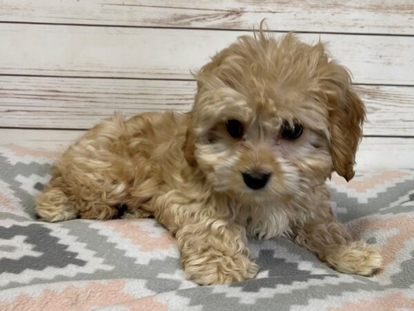 Cavachon DOG Female Apricot 20731 Petland Batavia, Illinois