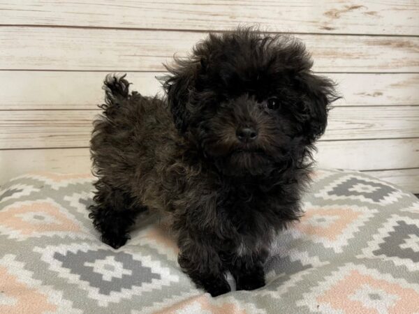 Malti Poo DOG Female Black 20732 Petland Batavia, Illinois