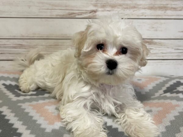 Maltese DOG Female White 20728 Petland Batavia, Illinois