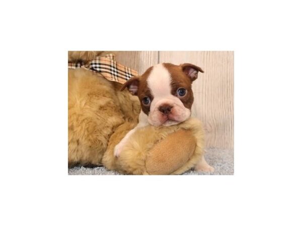 Boston Terrier DOG Male Seal / White 20727 Petland Batavia, Illinois