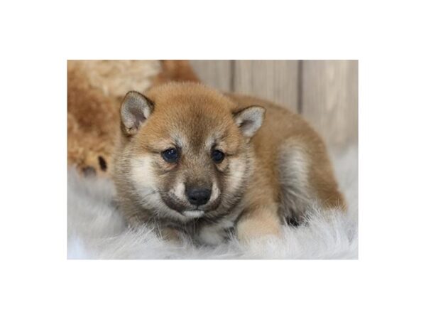 Shiba Inu DOG Female Red 20729 Petland Batavia, Illinois