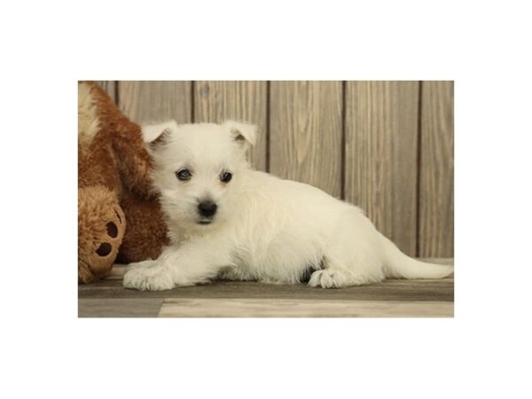 West Highland White Terrier DOG Female White 20475 Petland Batavia, Illinois