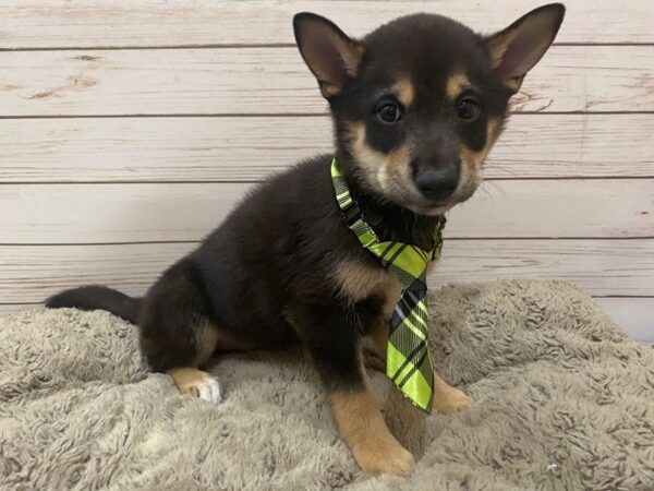 Shiba Inu DOG Male Black / Tan 12573 Petland Batavia, Illinois