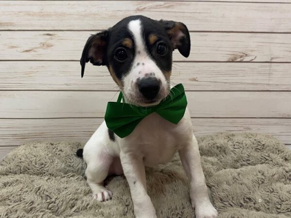Jack Russell/Rat Terrier-DOG-Male-White / Black-12578-Petland Batavia, Illinois