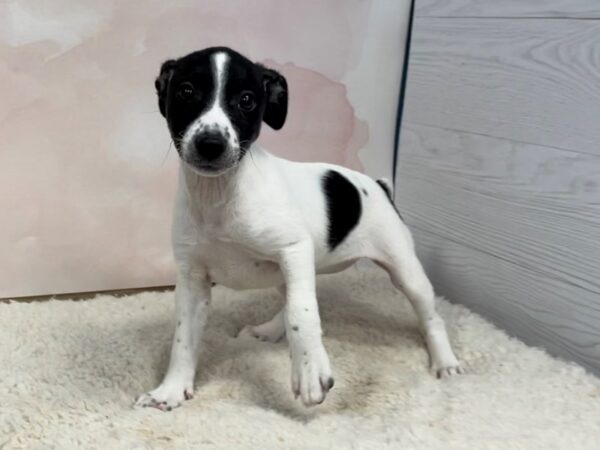 Jack Russell/Rat Terrier DOG Female White / Black 20474 Petland Batavia, Illinois