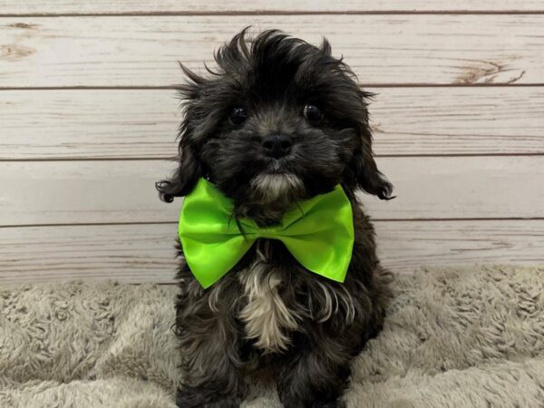 Cavachon-DOG-Female-Sable-12576-Petland Batavia, Illinois