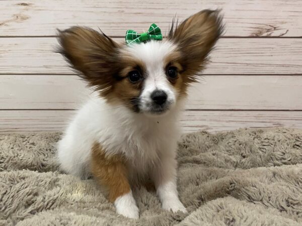 Papillon DOG Female Sable / White 12575 Petland Batavia, Illinois