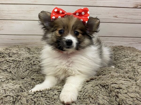 Pomeranian DOG Female 12551 Petland Batavia, Illinois