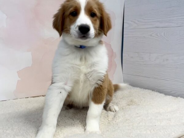 English Shepherd DOG Male Sable / White 20440 Petland Batavia, Illinois