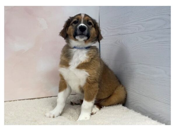 English Shepherd DOG Male Sable / White 20441 Petland Batavia, Illinois