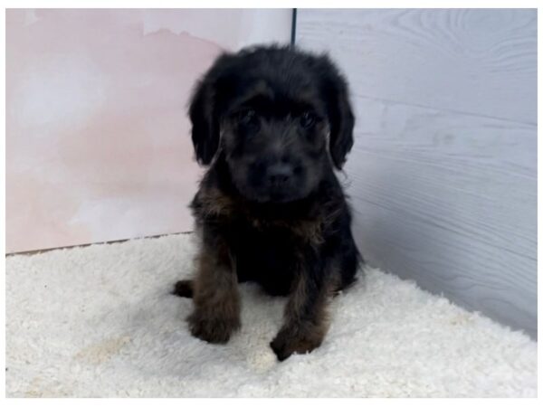 Labradoodle Mini 2nd Generation DOG Male Black 20476 Petland Batavia, Illinois