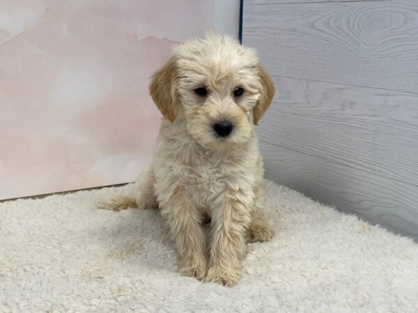 Labradoodle Mini 2nd Generation DOG Male Golden 12599 Petland Batavia, Illinois