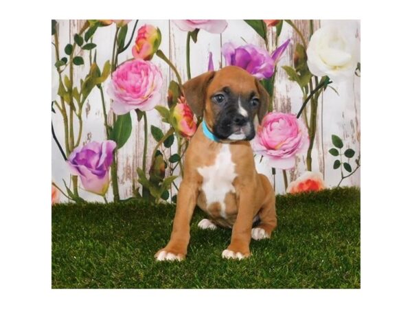 Boxer DOG Male Fawn 12580 Petland Batavia, Illinois