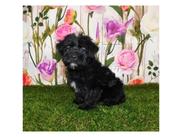 Yorkie Poo DOG Male Black 12587 Petland Batavia, Illinois