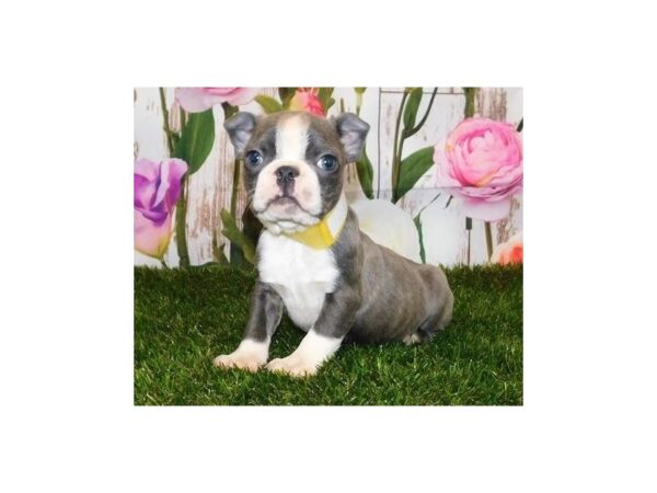 Boston Terrier DOG Male Blue Brindle / White 20519 Petland Batavia, Illinois