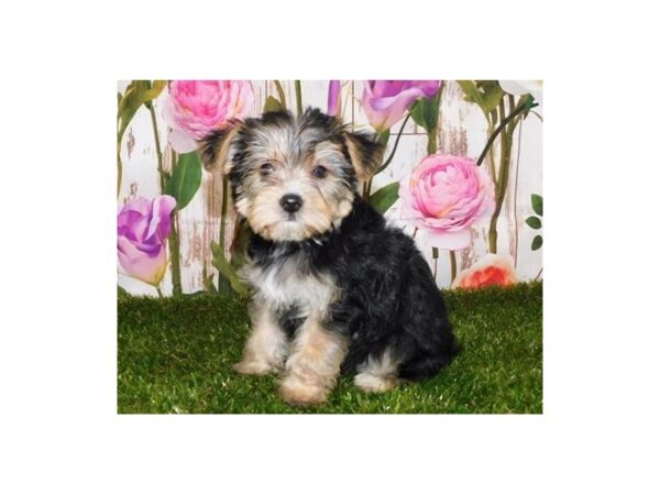 Yorkie Poo DOG Female Black / Tan 20523 Petland Batavia, Illinois