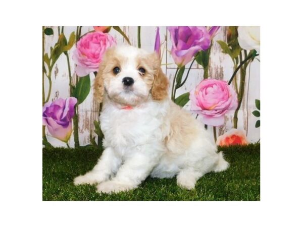 Cavapoo-DOG-Female-Blenheim-20521-Petland Batavia, Illinois