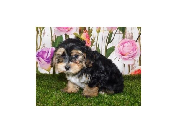 Yorkie Poo-DOG-Female-Black / Tan-20755-Petland Batavia, Illinois