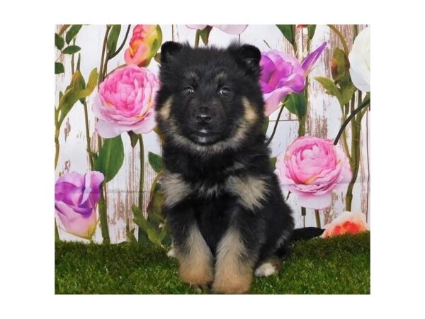German Shepherd/Siberian Husky-DOG-Female-Black / Tan-20753-Petland Batavia, Illinois