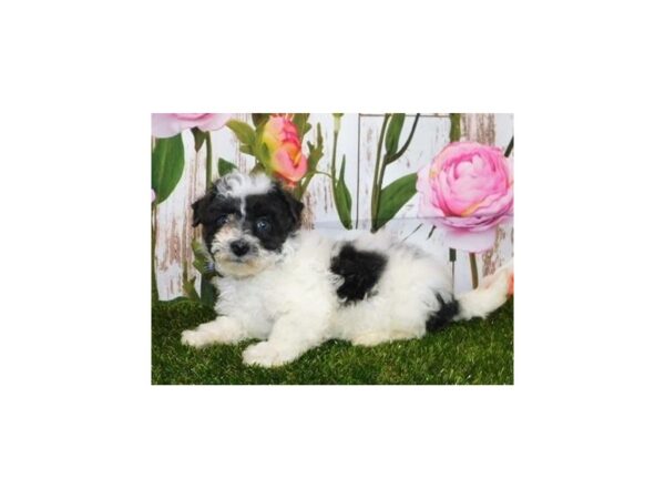 Bichon Poo DOG Female Black / White 20752 Petland Batavia, Illinois