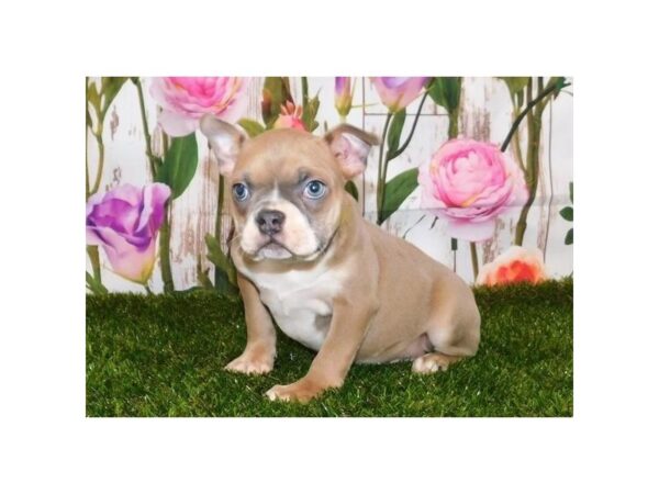 Boston Terrier DOG Female Blue Fawn / White 20750 Petland Batavia, Illinois