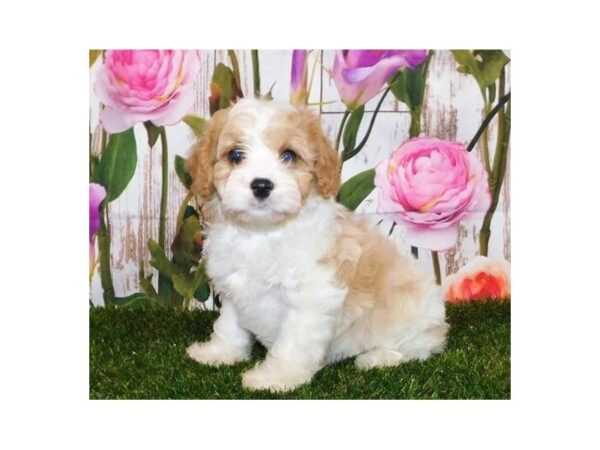 Cava Poo DOG Male Blenheim 20751 Petland Batavia, Illinois