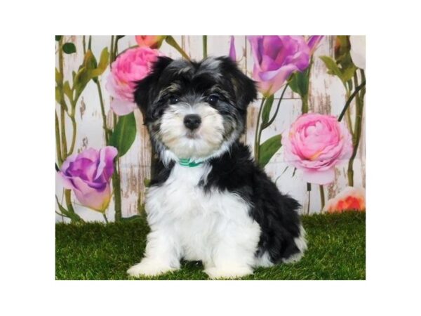 Morkie DOG Male Black / White 20754 Petland Batavia, Illinois