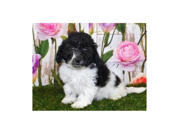 Bichon Poo DOG Female Black / White 12582 Petland Batavia, Illinois