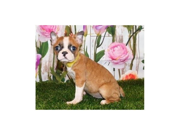 Boston Terrier DOG Female Fawn / White 12579 Petland Batavia, Illinois