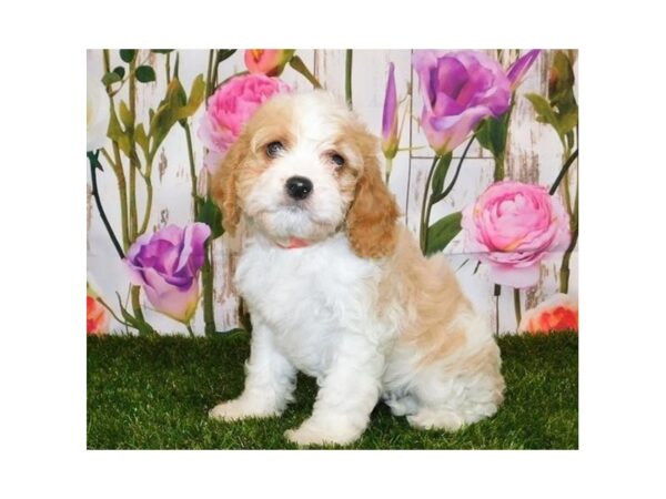 Cavapoo-DOG-Female-Blenheim-12581-Petland Batavia, Illinois