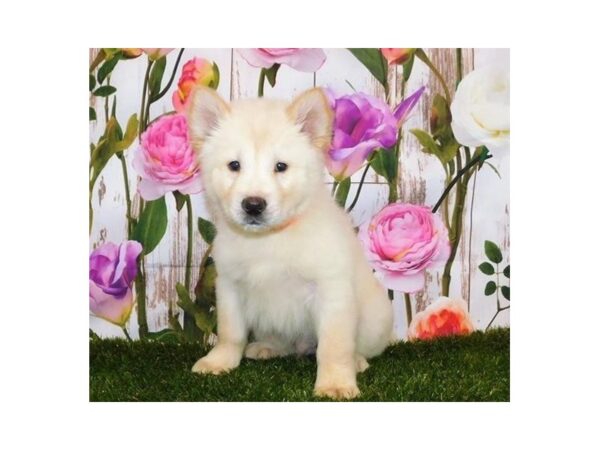 Chowsky-DOG-Female-Cream-12608-Petland Batavia, Illinois