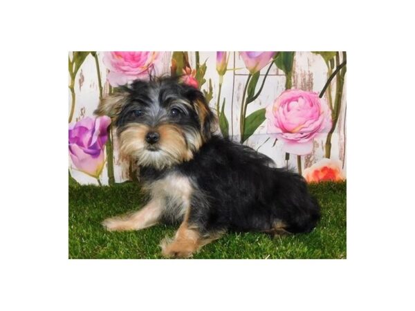 Morkie DOG Male Black / Tan 12585 Petland Batavia, Illinois