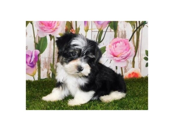 Morkie DOG Male Black / White 12586 Petland Batavia, Illinois