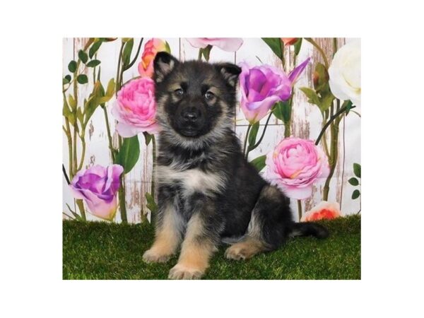 German Shepherd/Siberian Husky DOG Female Sable 12584 Petland Batavia, Illinois