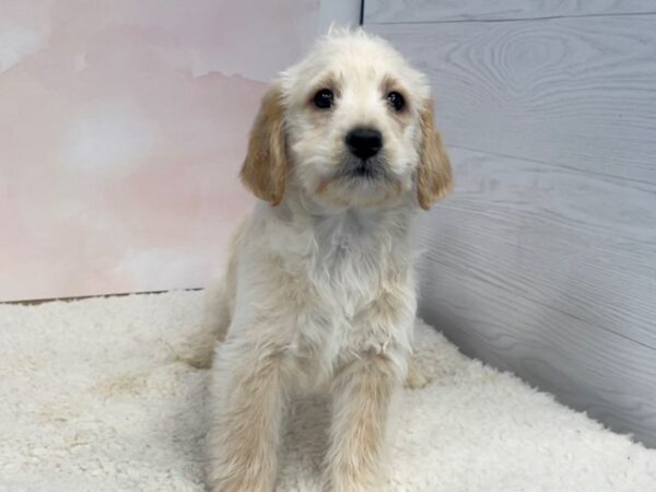 Labradoodle Mini 2nd Generation DOG Male Golden 12598 Petland Batavia, Illinois