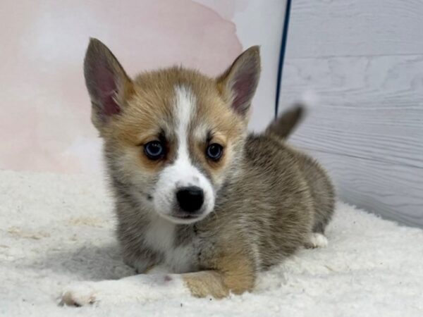 F1B Pomsky-DOG-Female-Sable and White-20483-Petland Batavia, Illinois