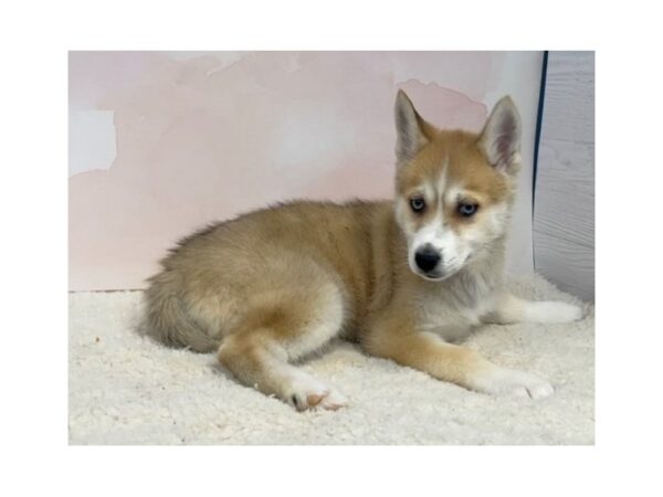 F1B Pomsky-DOG-Female-Sable and White-12604-Petland Batavia, Illinois