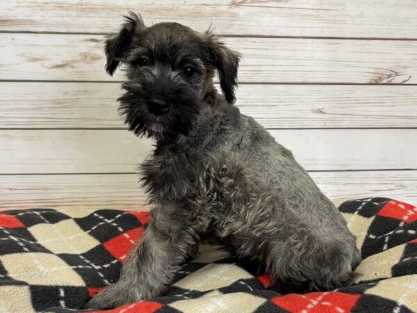 Miniature Schnauzer DOG Female Salt and Pepper 20747 Petland Batavia, Illinois