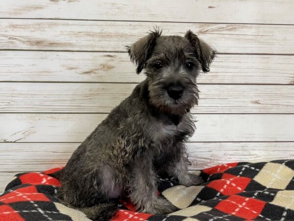 Miniature Schnauzer DOG Male Salt and Pepper 20748 Petland Batavia, Illinois