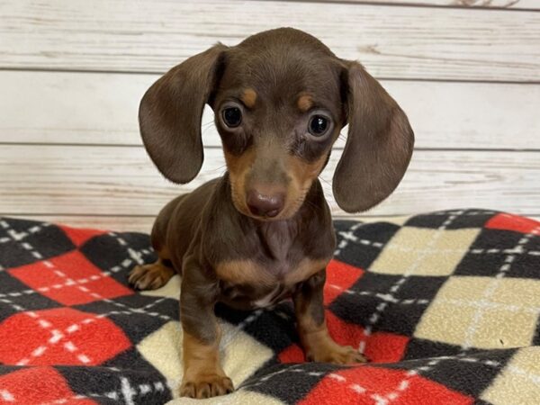 Dachshund-DOG-Female-Chocolate / Tan-20761-Petland Batavia, Illinois