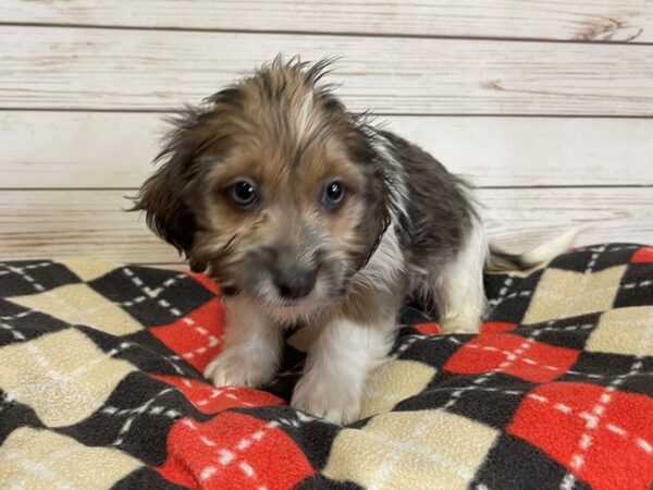 Sweener DOG Male Silver / White 20757 Petland Batavia, Illinois