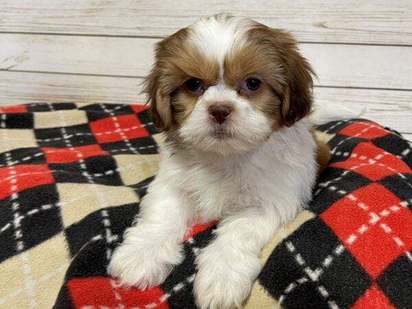 Shih Tzu DOG Male Gold and White 20749 Petland Batavia, Illinois