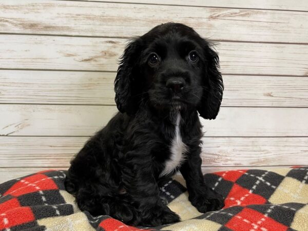 Cocker Spaniel DOG Male Black 20744 Petland Batavia, Illinois