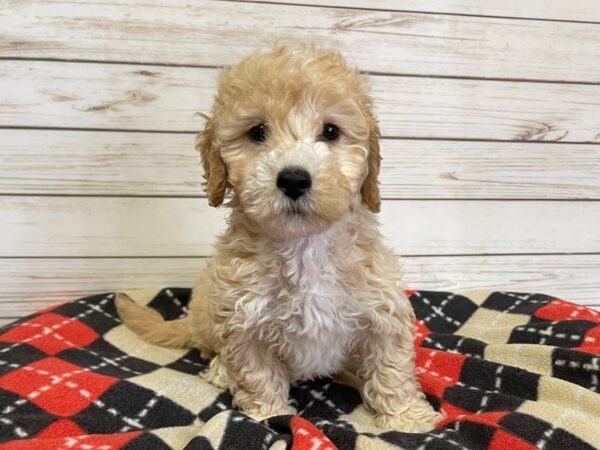 Goldendoodle Mini 2nd Gen DOG Male Golden 20743 Petland Batavia, Illinois