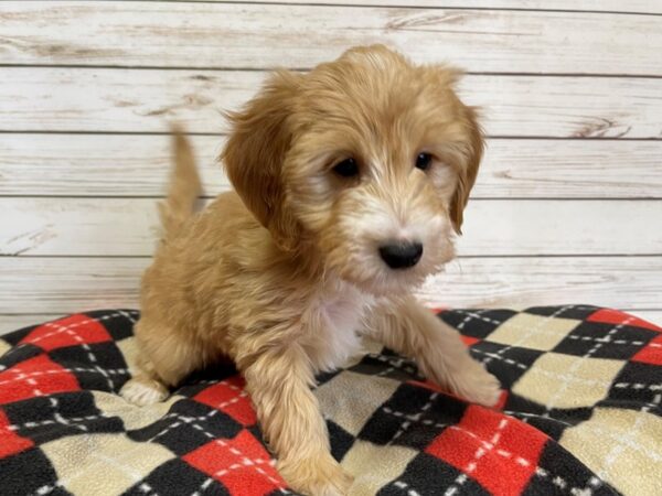 Goldendoodle Mini 2nd Gen-DOG-Male-Golden-20742-Petland Batavia, Illinois